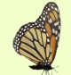 Farfalla